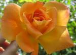 30-5 Beautiful rose